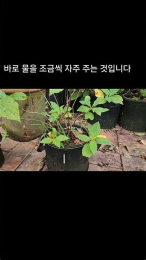 The most common mistakes when growing potted hydrangeas #Hydrangeas #Potted hydrangea #Wooden hyd...