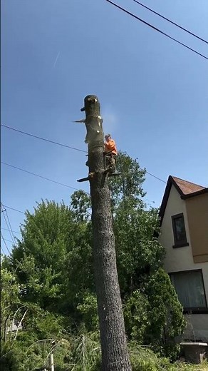 Tree Trimming Precision in Brecksville, OH | Skilled Climber in Action 🌳✂️ | Lavish Landscape