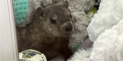 Groundhog gets stuck in claw machine at mini-golf course