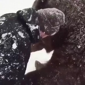 29K views · 286 shares | Would you get involved in a bear hug?  | boohooMAN | Facebook