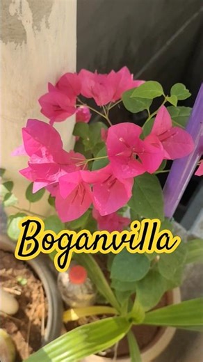 Balcony garden #kitchen #food #kitchentips #cooking #diy #terracegarden #balcony #tips #plants