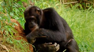 Does Tool Use Define Humanity?