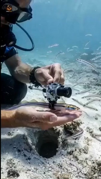 POV: Inside a Garden Eel Colony.