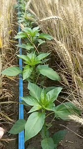 2.3M views · 10K reactions | Unique Chili Farming Technique . . . . #wheat #chili #farmer #farming #کسان #kisan #crops #farmers #field | Bukhari Agriculture & Research Farm | Facebook