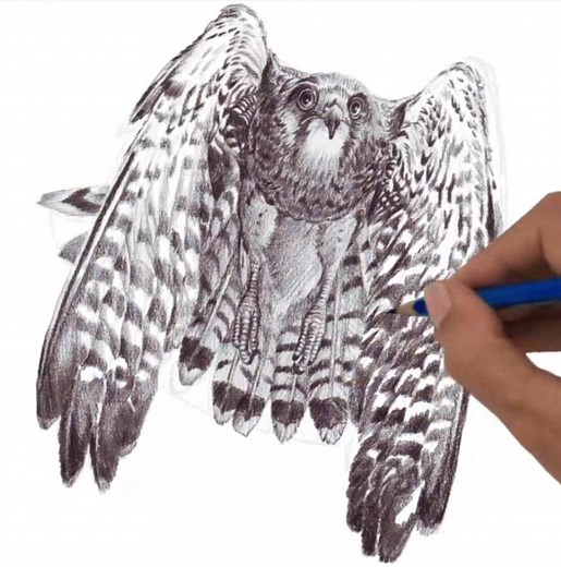 580K views · 8K reactions | How To Draw Kestrel Bird ... | DRAWING PENCIL | Facebook