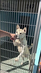 NEW A5757946 Pancho | Pitbull /Husky Mix