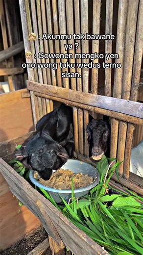 #fyp #boyolali24jam #peternakmuda #peternakindonesia #kambingetawa