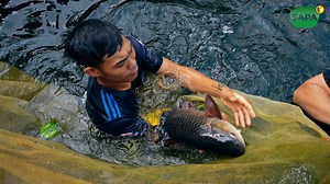 825K views · 8.1K reactions | Thưởng thức món cày hấp Bia Camel #sapatv #sapatv #caydumon | Sapa Tv | Facebook