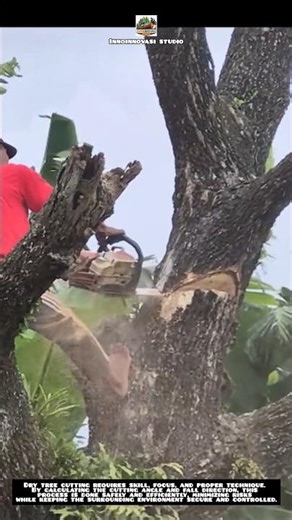 Precision Dry Tree Cutting 🌳⚙️