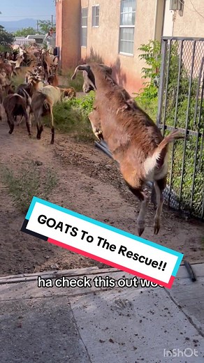 Early spring rains caused an explosion of weeds in this backyard!! #goats #goatscaping #goatgrazing #grazinggoats #contractgrazing #contractgoatgrazing #targetedgrazing #targetedgoatgrazing #grazingsystems #prescibedgrazing #prescribedgoatgrazing #systemsgrazing #rentagoat #yardmaintenance #weedremoval #firefuelreduction #brushremoval #thegoatguy #goatguy #newmexico #bosque #newmexico #cowboymax