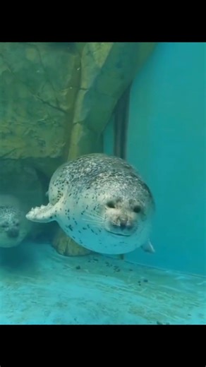 Cute Seal Behavior That Will Surprise You 🦭😲
