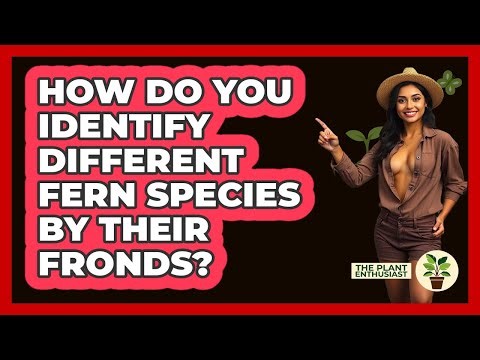 How Do You Identify Different Fern Species By Their Fronds? - The Plant Enthusiast