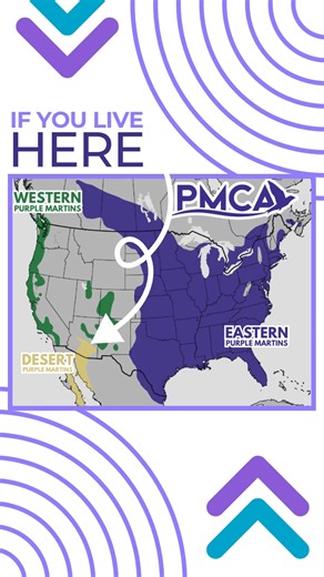 Show your Purple Martin pride! Available on Amazon now. #PurpleMartins | Purple Martin Conservation Association