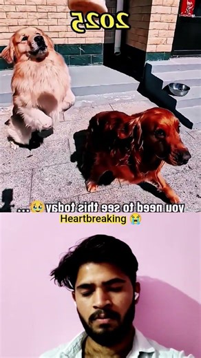 Once they played together every day… now he walks alone with memories 🐾😭 #petsad #doggielife #sad