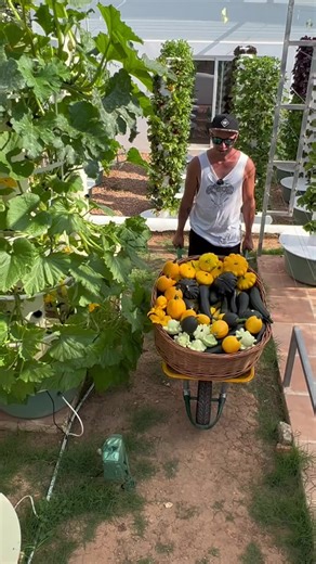 2.7K views · 108 reactions | Vertical farming with zucchini on aeroponic towers #zucchini #courgette #towergarden #summersquash #verticalfarming #fypシ゚ #foryou #followers #Soille #potager #gardening #verticalfarming #aeroponics #tomato #hydropon #towergarden #Farming #aubergine #reel | AgrotonomyCorporation | Facebook