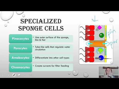 Phylum Porifera (updated)