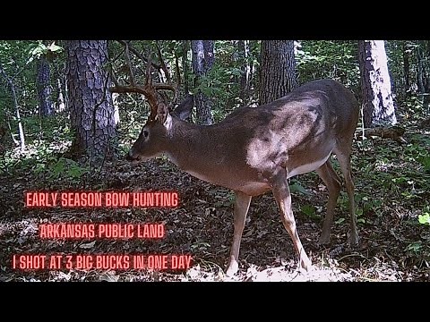 Bow Hunting Public land - Arkansas Early Season