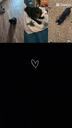 Monty’s cuddles are the best cure for a bad day. No arguments allowed 🥺❤️ #PupCuddles #MontyLove - Watching Monty grow up is my favorite thing—from tiny pup to big softie, he’s still my little guy 🐾✨ #MontyGrows #PupLove #cockerspaniel