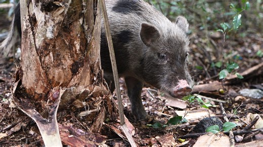 Florida launches aerial assault on feral pigs