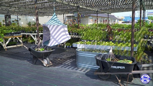 Do you know what’s growing in your shoreline garden? Purple loosestrife might look pretty, but it’s an invasive species that threatens wetlands and wildlife. Choose native plants to help protect Minnesota’s waters. 🌿 ⠀ #InvasivePlants #PurpleLoosestrife #GardenSmart #MNTraditions | Minnesota Traditions
