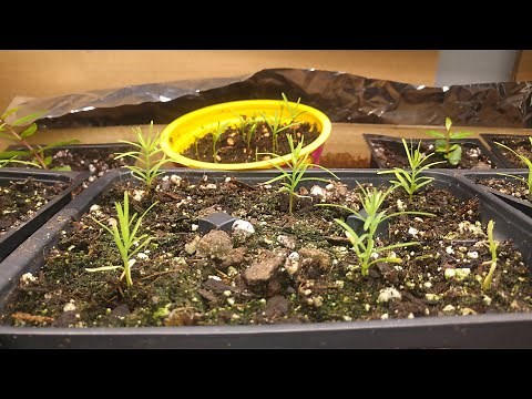 Growing Dawn Redwoods from seed like a BOSS part #1