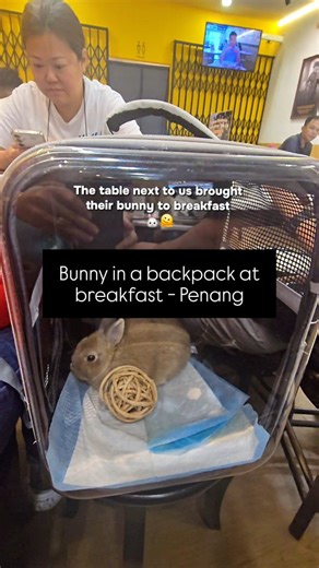 Just casually having breakfast in Penang and the table next to us had… a bunny. In a backpack. I love that travelling constantly gives you little “did that just happen?” moments 🫠🐰 Would you bring your bunny out for kaya toast? 📍Penang, Malaysia (I had permission to film) | Raye - Expat Life Malaysia