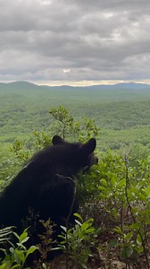 16K views · 1.6K reactions | From 2022: Billie eating blueberries while taking in the view. | Kilham Bear Center | Facebook