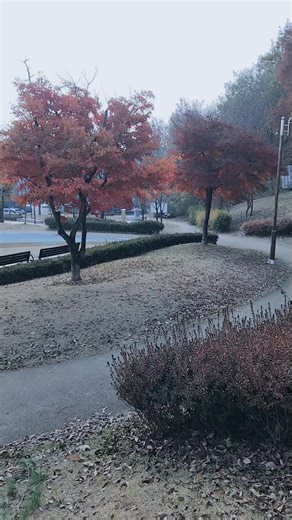 Autumn Serenity in the Park: Colorful Leaf Highlights