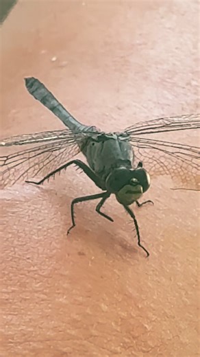 Did you know Dragonflies are among the fastest flying insects, capable of reaching speeds up to 35 miles per hour. They can also hover, fly backwards, and navigate in six directions #dragonfly #dragonflies #beautiful #fairy #realfairy #onewithnature #nopesticides #insects