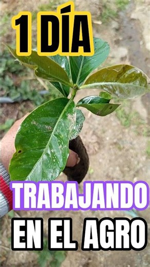 Esto hacia cuando fui a trabajar en la finca #shorts