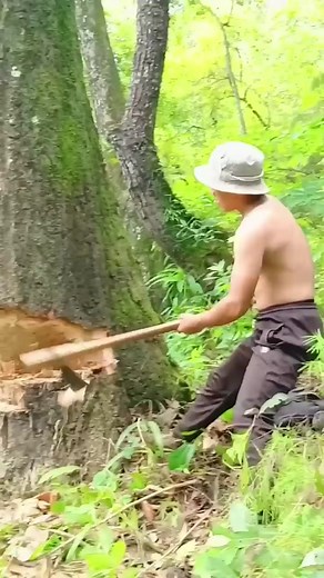 #tree #cuttingtrees #treework