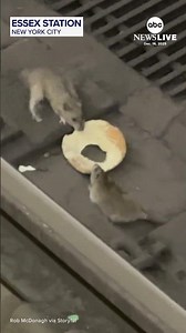 'Bagel rats' battle it out in New York City subway