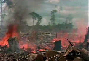 Brazilian government's role in Amazon deforestation | Britannica