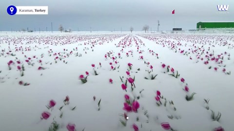 Snowfall creates spectacular flower field