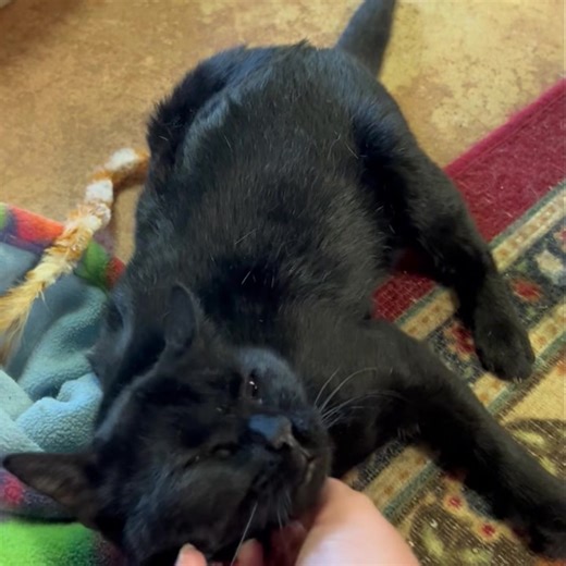 When Osiris first came to Needy Paws, he weighed just 3 pounds and couldn’t move on his own. After lots of love, care, and vet visits, we discovered he has Cerebellar Hypoplasia (CH), also known as “wobble cat syndrome.” 💛 Fast forward to today — Osiris is now 8 pounds and thriving! He’s almost completely self-reliant and gets better at walking every single day. His determination and gentle spirit have stolen all our hearts. Osiris won’t be available for adoption — instead, he’s becoming an off