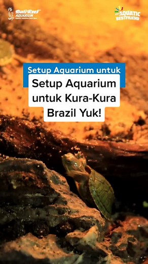 Setting Up a Turtle Aquarium: Tips for Your Aquatic Best Friend