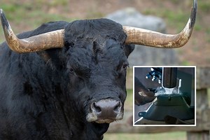 Enormous Bull Sperm Heist Sparks Police Hunt for Supercooled Tanks