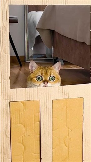 Feline Showdown: Cat Takes on the Ultimate Box Challenge! 😺
