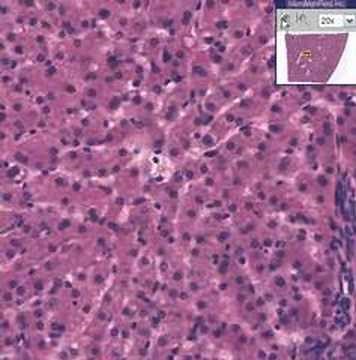 Histology of the Liver