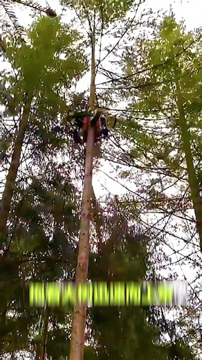 Remove Tree Bark. #WoodProcessing #TreeDebarking | Exclusive Car Spa Detailing | Facebook