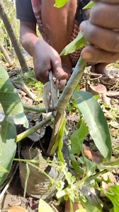 327K views · 1.7K reactions | Grafting Success: Cutting from the Mother Mango Tree #everyoneシ゚ #highlights #StarsEverywhere #fb #follower #agriculture #reelsfypシ #shortsvideos #everyone #fypシ | SS Agri Vlog | Facebook