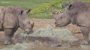 San Diego Zoo and Safari Park asking for donations to care for animals