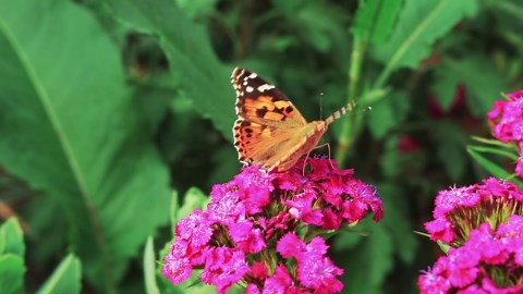 Insect Lore Butterfly Pavilion School Kit with 33 Live Caterpillars - 2ft Tall Habitat, STEM Activity Journal, Cups & Tools Included - Immersive Classroom Life Cycle Learning