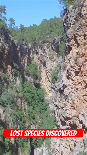 This Tree Survived Since the Age of Dinosaurs #australia #bluehills #dinosaur #nature