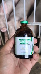 Injectable Dewormer (SC injection)🐷 Dosage: 1ml every 33kg of body weight 🐷 #viralpost2025シ #fypviralシ #viralreelschallenge #fypviral #piggerybusiness #pigfarming #agriculture #agribusiness #Hograiser | Rhaf Atacador