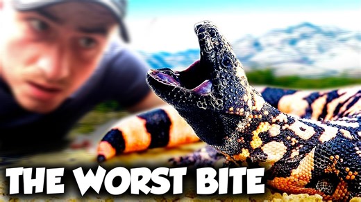 The world’s most venomous lizard isn’t from Australia and its bite is brutal