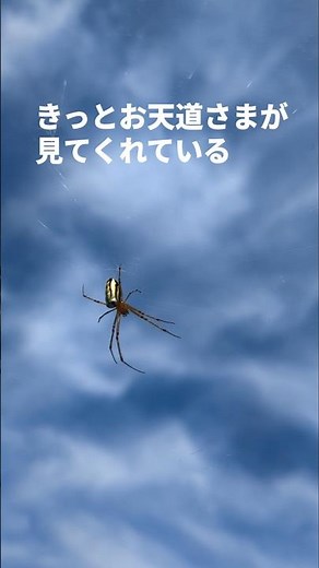 自然農 夏至 ニンジン間引きとレシピ #自然農 #無農薬栽培#にんじんナムル#人参グラッセ