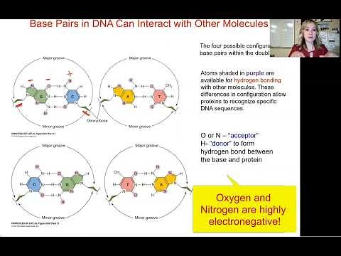 DNA Unit: DNA and Protein Interaction