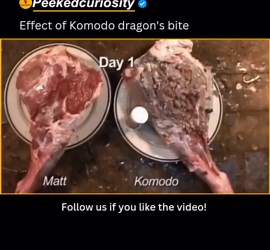 peekedcuriousity on Instagram: "The meat bitten by the Komodo dragon swells and transforms into a dark grey colour as maggots appear to congregate on the rotting flesh. By the final day, the meat infected with the venom of the reptile had almost eaten away at itself, leaving a noticeable hole in the middle of it. #meat #komododragon #wild"
