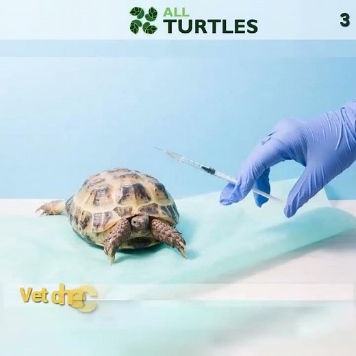 how much do turtles cost